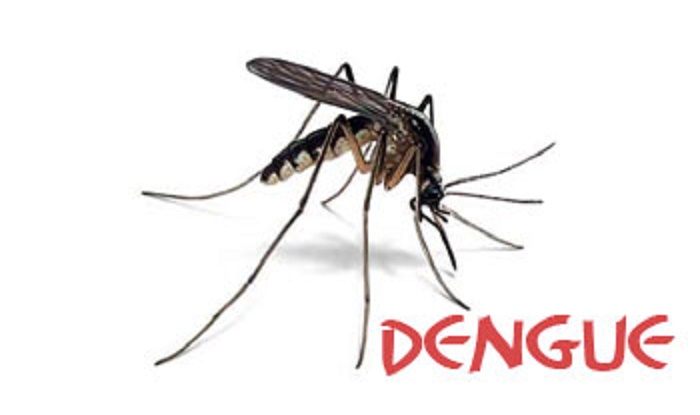 Photo of भीषण गर्मी में बढ़ रहे डेंगू के मामले , 15 मरीज आए सामने